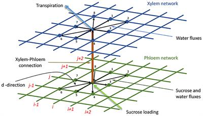 On the Efficacy of Water Transport in Leaves. A Coupled Xylem-Phloem Model of Water and Solute Transport